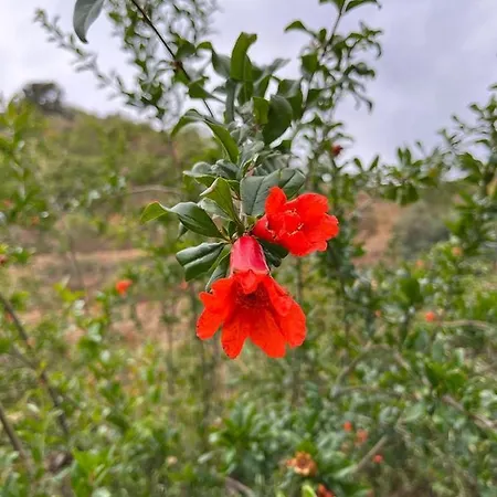 Bed & Breakfast Rural El Oasis