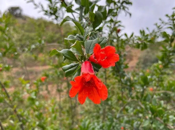 Oda ve Kahvaltı Rural El Oasis