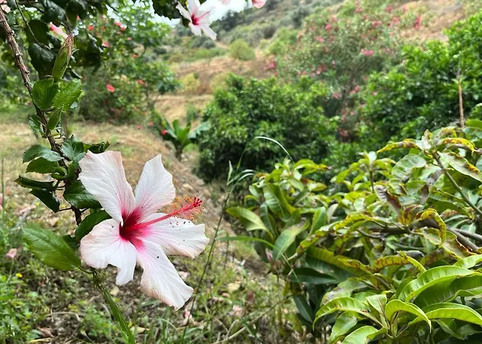 Rural El Oasis Almuñécar